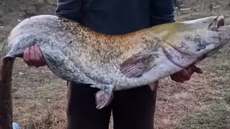 Kırklareli Vize'de Amatör Balıkçının Oltasına 35 Kilogramlık Yayın Balığı Takıldı