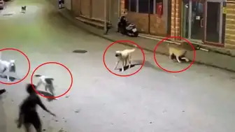 Ordu'da Sokak Köpeklerinin Saldırısına Uğrayan Çocuk Esnafın Müdahalesiyle Kurtarıldı