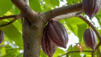 Peru'da Bilim İnsanları Tarafından 4 Yeni Kakao Türü Keşfedildi