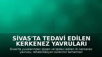 Sivas'ta Tedavi Edilen Kerkenez Yavruları Doğaya Döndürüldü