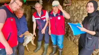 Bolvadin'de Koyun Sürüleri İçin Tespit ve Kontrol Çalışmaları Yapıldı