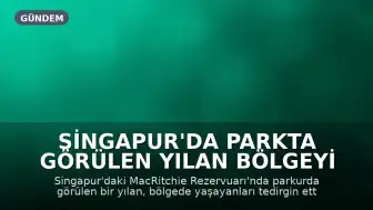 Singapur'da Parkta Görülen Yılan Bölgeyi Tedirgin Etti