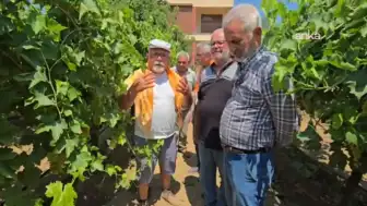 Üzüm Üreticileri Ekonomik Sıkıntıları Dile Getirdi: 'Artık Geçinemiyoruz'