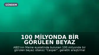 100 Milyonda Bir Görülen Beyaz Istakoz "Casper", Bilimsel Araştırmalar İçin Laboratuvara Girdi