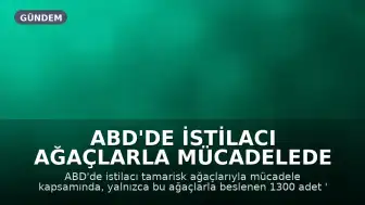 ABD'de İstilacı Ağaçlarla Mücadelede Böcek Yöntemi: 1300 Böcek Bırakıldı