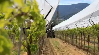TMO Kuru Üzüm Alım Fiyatlarını Açıkladı: Üreticiler Memnun