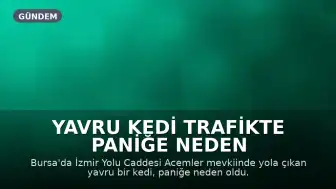 Yavru Kedi Trafikte Paniğe Neden Oldu: Tekerleğe Kaçtı, Kurtarılma Anı Kamerada