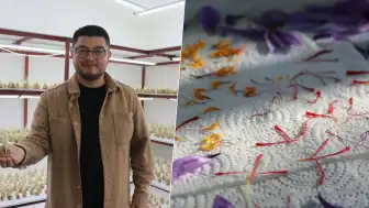 16 Metrekarelik Alanda Safran Üretimiyle İddiaları Çürüttü