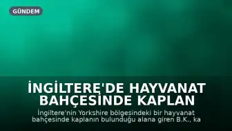 İngiltere'de Hayvanat Bahçesinde Kaplan Saldırısı: B.K. Hayatını Kaybetti