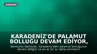 Karadeniz'de Palamut Bolluğu Devam Ediyor, Fiyatlar Uygun Seyrediyor