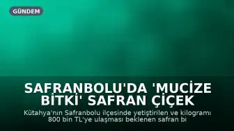 Safranbolu'da 'mucize bitki' safran çiçek açtı: Kilosu 800 bin TL'ye ulaşacak