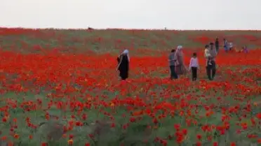 Kazakistan Bozkırlarında Greig Laleleri Açtı