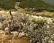 Antalya'da Orman Arazisi İşgali 5 Yıl Sonra Son Buluyor