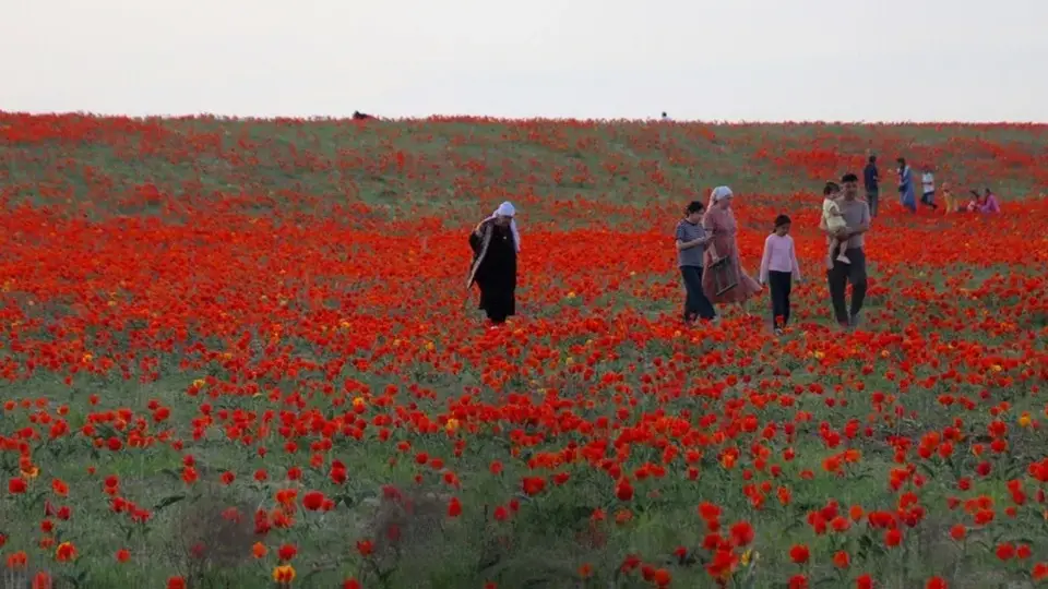 Kazakistan Bozkırlarında Greig Laleleri Açtı