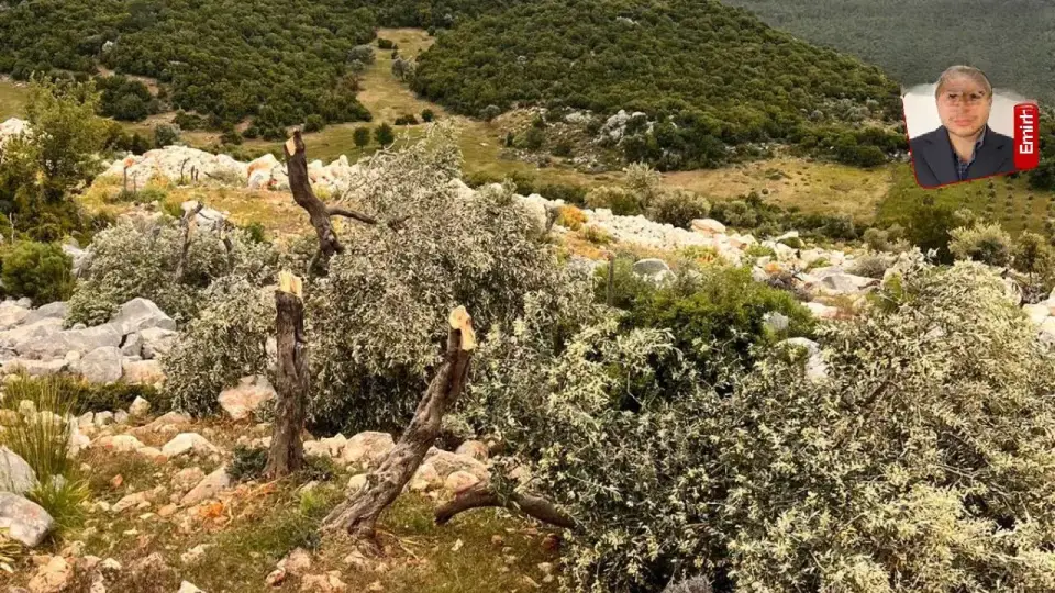 Antalya'da Orman Arazisi İşgali 5 Yıl Sonra Son Buluyor