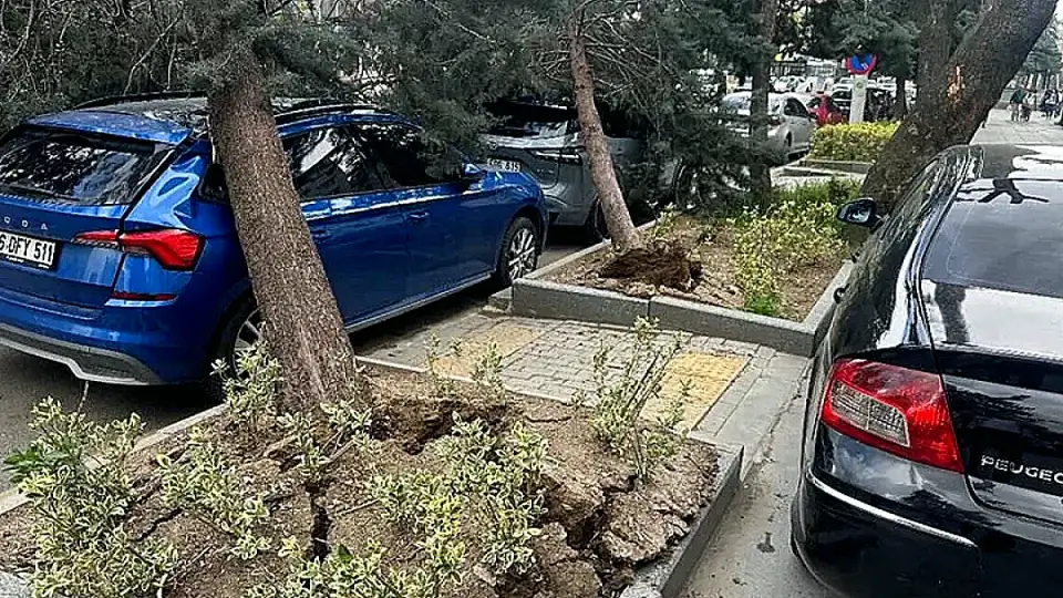 Ankara'da Fırtına: Ağaçlar Devrildi, Çatılar Uçtu