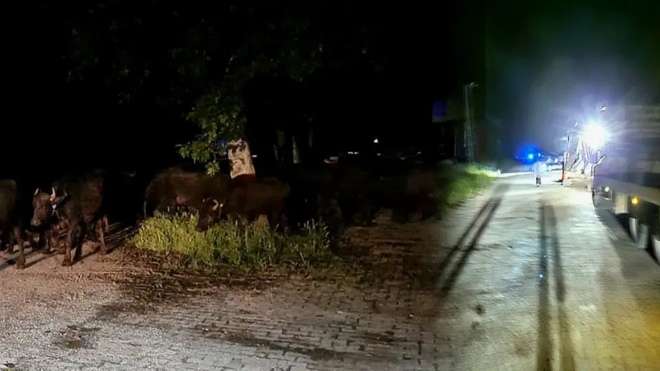 Tokat'ta Taşkın Riski Nedeniyle Bir Köy Tahliye Ediliyor
