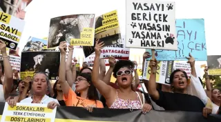 İstanbul Valiliği'nden Sokak Hayvanları Yasası Açıklaması: 'Geri Adım Yok'