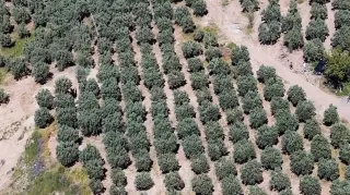 Osmaniye'de Kaçak Kazıya Dronla Müdahale: 6 Gözaltı