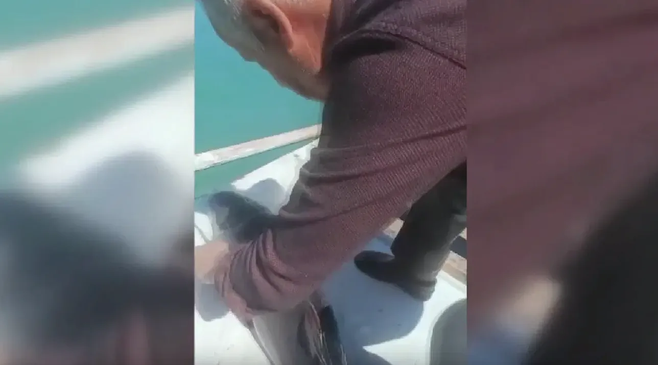 Sinop'ta Balıkçı Ağına Takılan Yunus Yavrusu Kurtarıldı