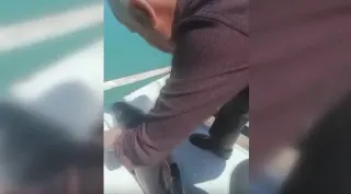 Sinop'ta Balıkçı Ağına Takılan Yunus Yavrusu Kurtarıldı
