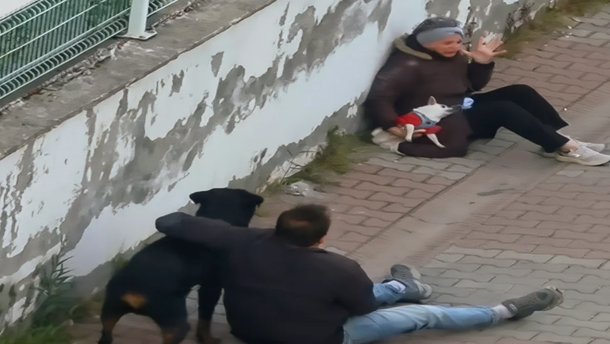 Ümraniye'de Ağızlıksız Rottweiler Küçük Köpeğe Saldırdı