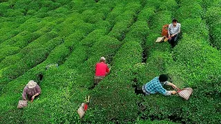 2026 Yılı Yaş Çay Alım Fiyatı Belirlendi
