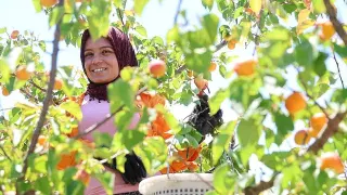 Adana'da Erkenci Kayısı Hasadı Başladı: Bahçede Kilogramı 60-80 TL