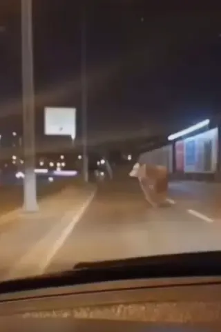 Avcılar'da D-100 Karayolu'na Çıkan Kurbanlık Boğa Trafiği Durdurdu