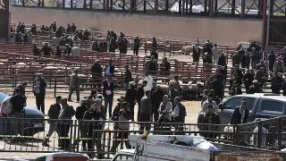 Van'da Hayvan Pazarı'nda Çıkan Kavgada 1 Kişi Hayatını Kaybetti, 13 Kişi Yaralandı
